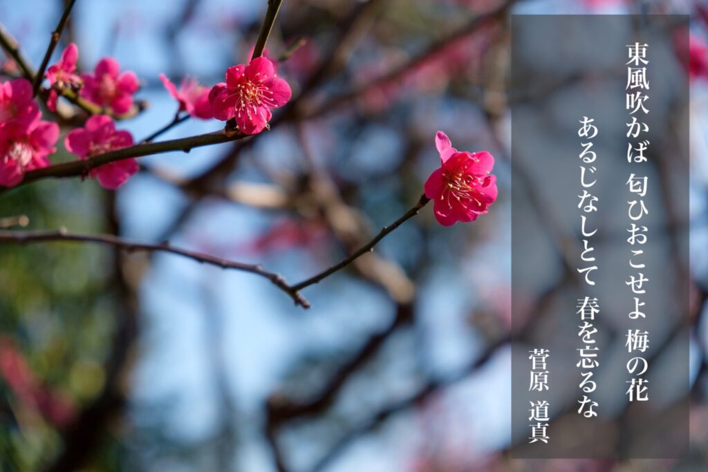 東風吹かば 匂ひおこせよ 梅の花 あるじなしとて 春を忘るな【菅原道真