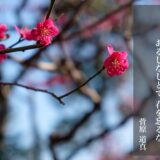 東風吹かば 匂ひおこせよ 梅の花 あるじなしとて 春を忘るな【菅原道真】