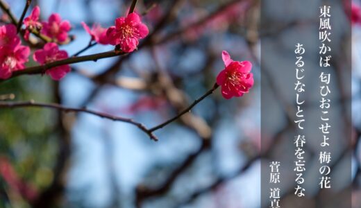 東風吹かば 匂ひおこせよ 梅の花 あるじなしとて 春を忘るな【菅原道真】